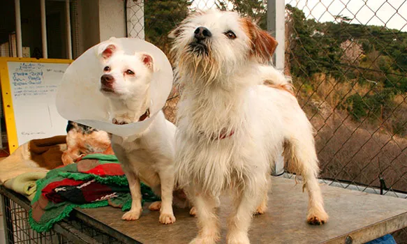 Garantir les cures veterinàries als animals rescatats és una de les funcions de la lliga (imatge:proecorabcn.es)