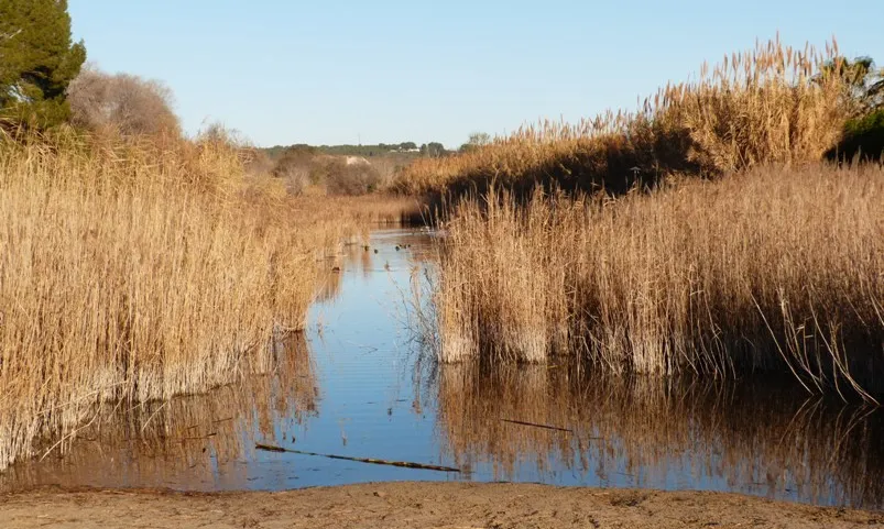 El riu Gaià a Altafulla, en custòdia de l'Associació Mediambiental la Sínia i els voluntaris ambientals (imatge: flickr/Joan Grifols)
