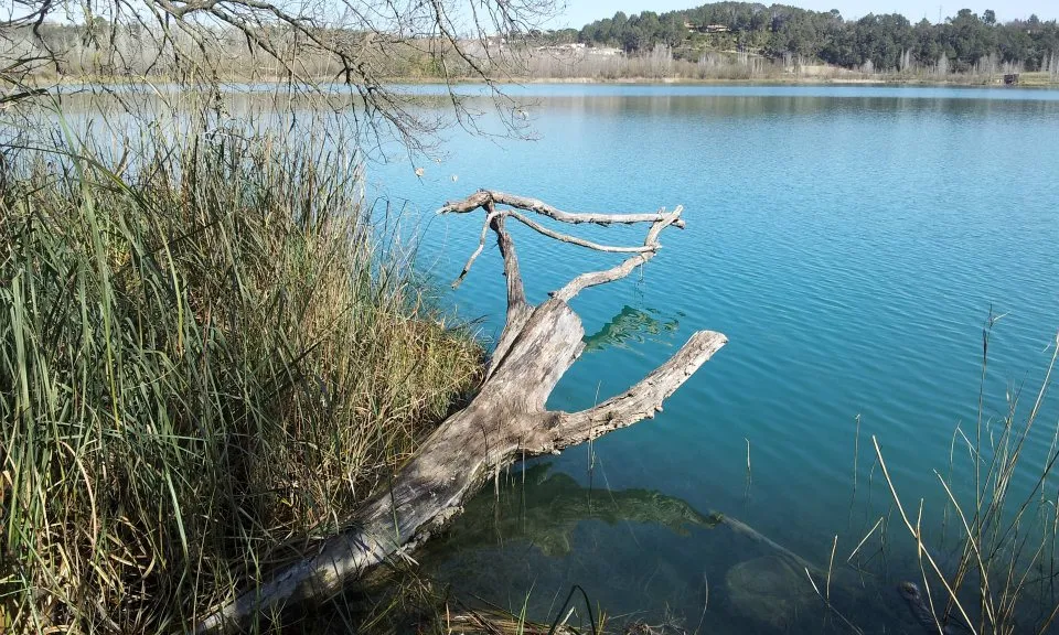 Un dels punts de control a l'Estany de Banyoles a on buscar rastres de llúdriga (imatge: Limnos.org)