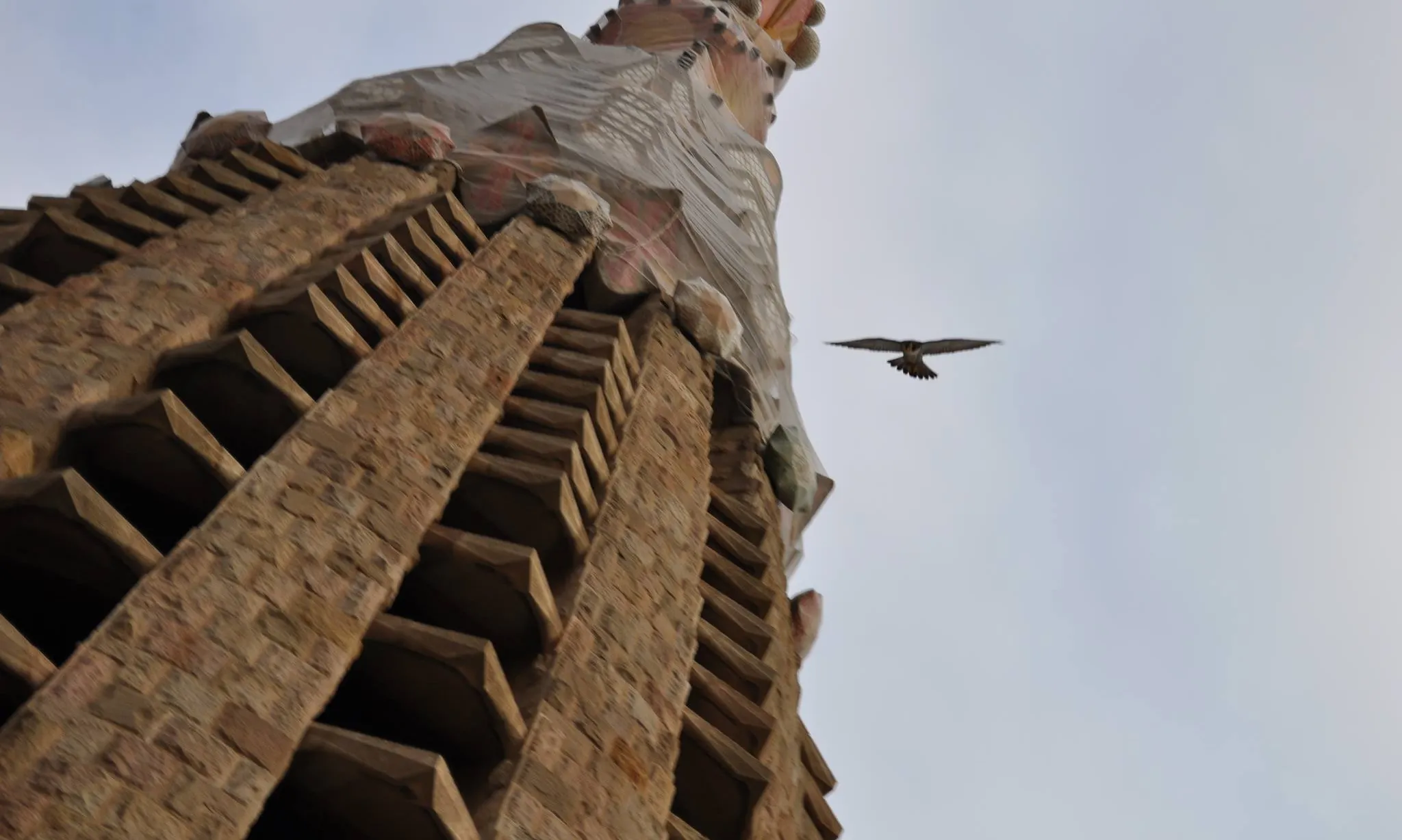 Falcó a la Sagrada Família (imatge: Falcons Urbans)