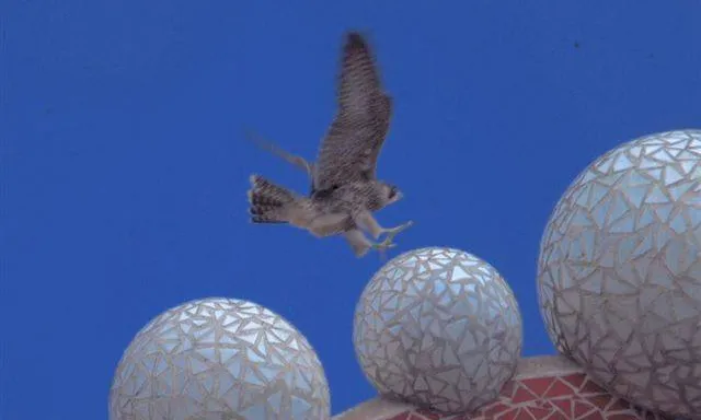 Una cria de falcó aterrant  a la Sagrada Família la primavera passada (imatge:Falcons Urbans)