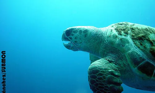 Tortuga babaua (imatge: Submón)