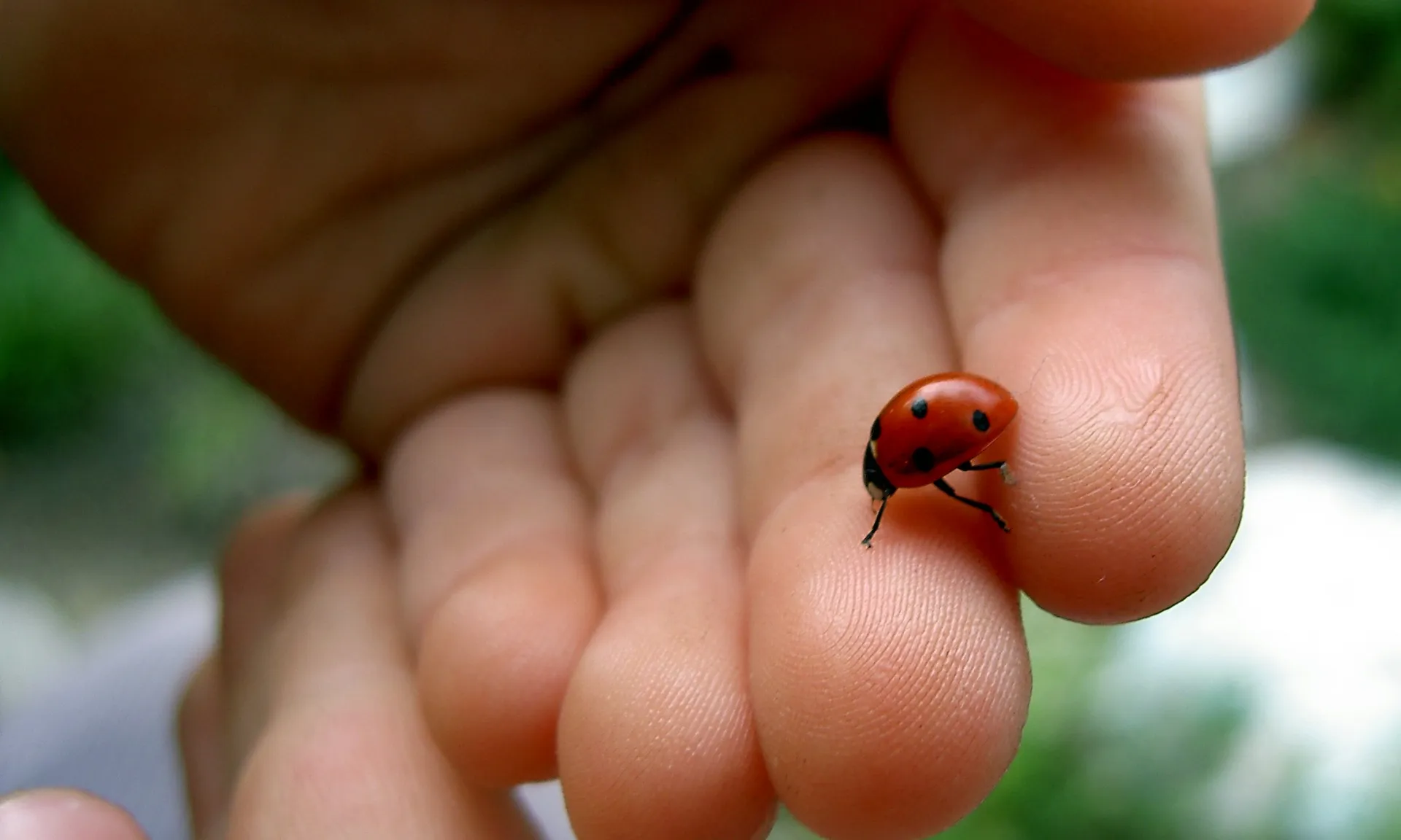 Mans amigues de la biodiversitat (imatge:flickr/LukeRavitch)