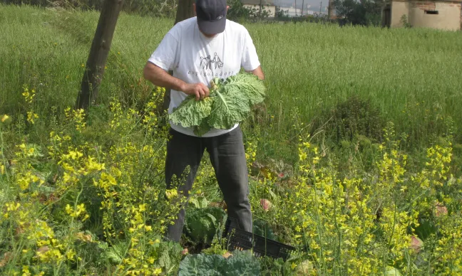 L'Espigolada popular necessita voluntariat.    Font: Associació Espai Ambiental