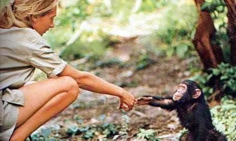 Jane Goodall en els seus primers anys a Àfrica. Font: http://janegoodall.es/es