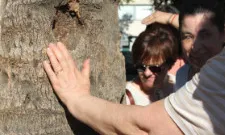 Fotografia ruta accessible Eixample, persones tocant un arbre