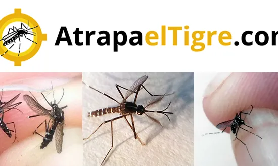Una espècie invasora molt molesta per a les persones (imatge:atrapaeltigre.org)