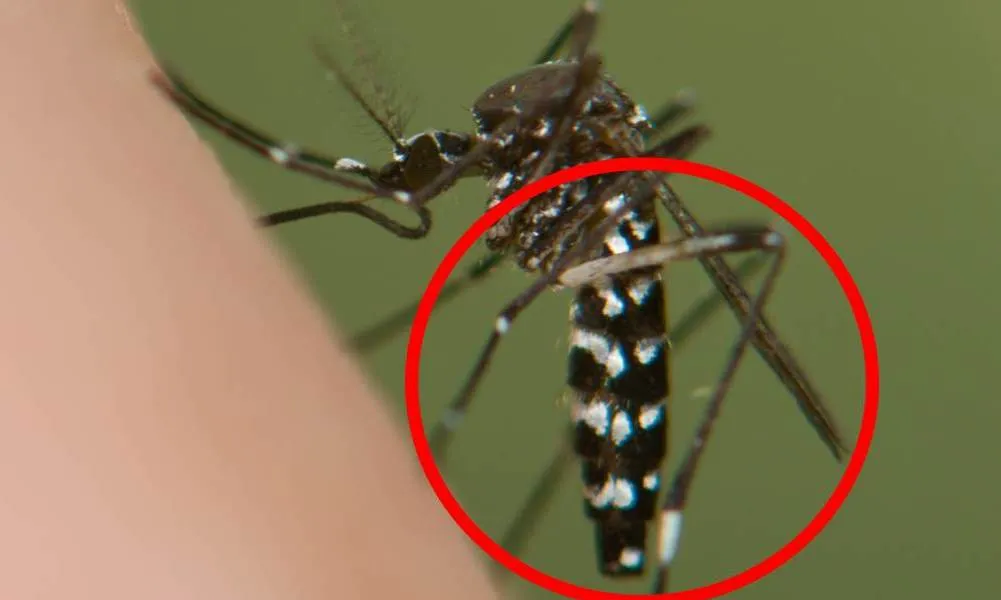 Les ratlles blanques i negres a l'abdomen el fan facilment reconeixible i li donen el nom de mosquit Tigre (imatge:atrapaeltigre.com)