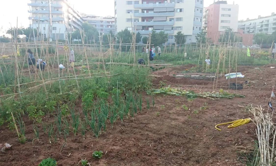 Sembrant Solidaritat: hort comunitari a Terrassa