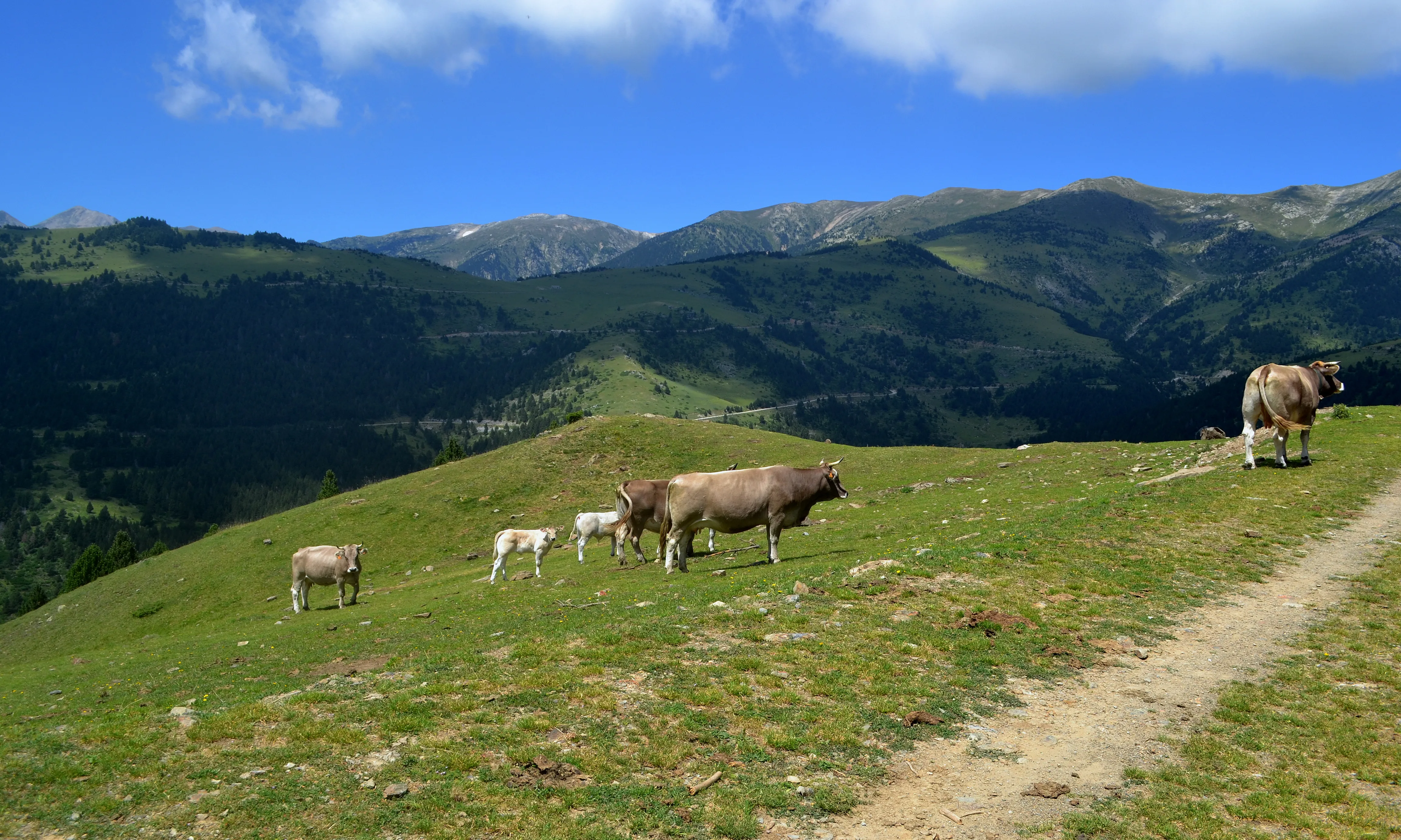 Els prats i les pastures d'alta muntanya del nou Parc Natural de les Capçaleres del Ter i del Freser (imatge:wikimedia commons)