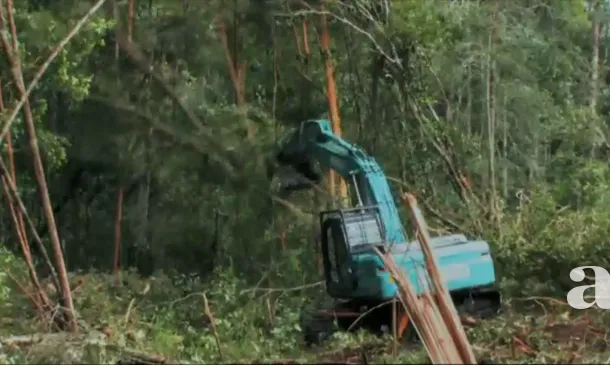 Fotograma del documental GREEN en el qual es pot veure la tala massiva d'arbres per plantar la palma