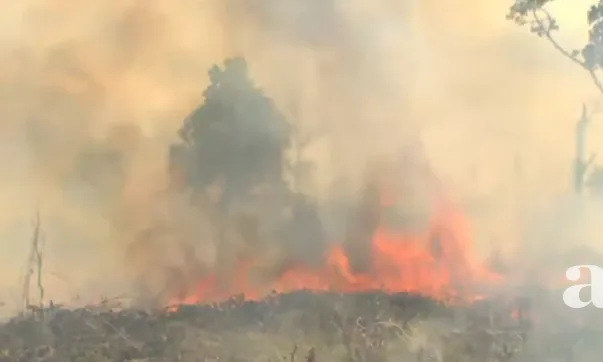 Un altre fotograma del documental de Patrick Rouxel que mostra com grans superfícies de bosc són incinerades