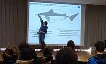 El projecte ha apropat als grans animals marins del Mediterrani (imatge:jotambeviscalmediterrani)
