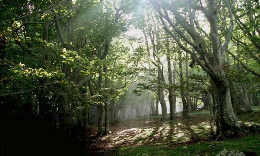 Catalunya és terra de boscos (imatge:creaf)