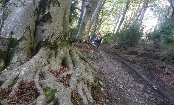 Passejar per un bosc madur té propietats terapèutiques (imatge:accionatura.org)