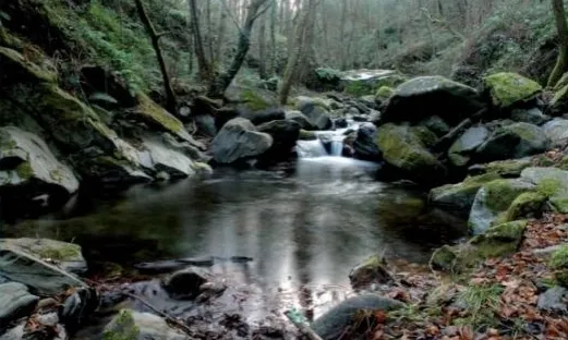 Verneda a la capçalera del Tordera (imatge:Enric Badosa)