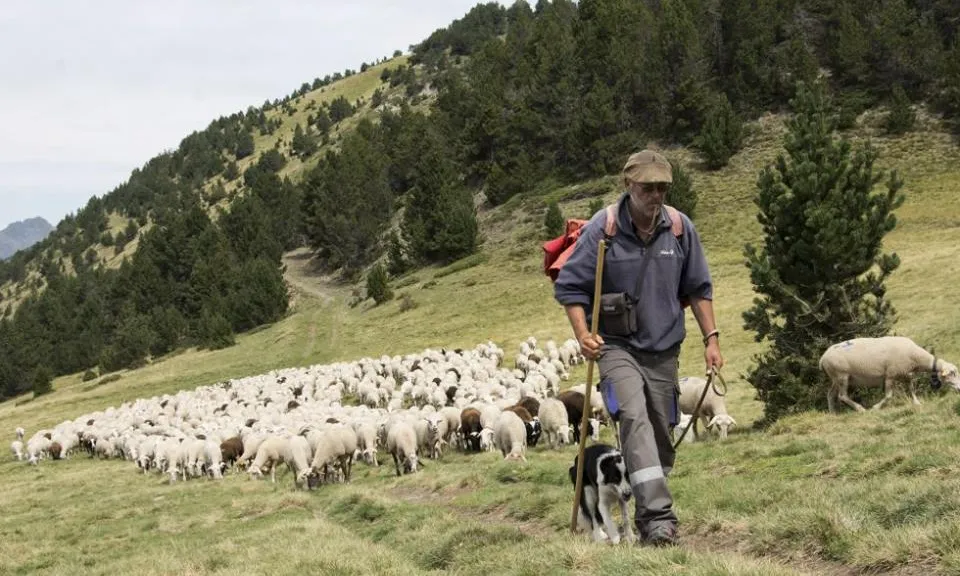 Ovelles, cabres i vaques, ramats dels pastors del Pirineu (imatge:projectegripia)