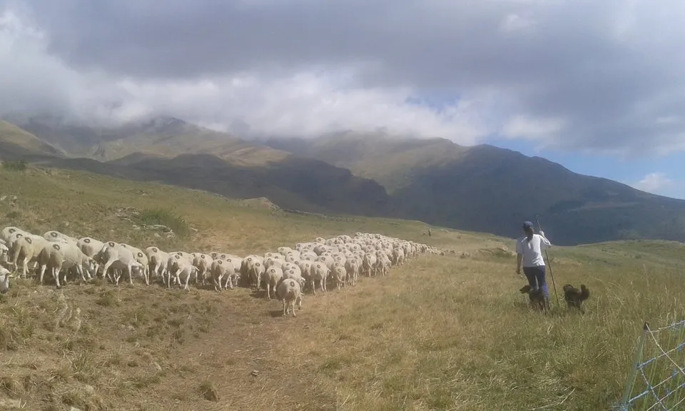 Els gossos d'atura acompanyen els pastors i els ramats (imatge:projectegripia)