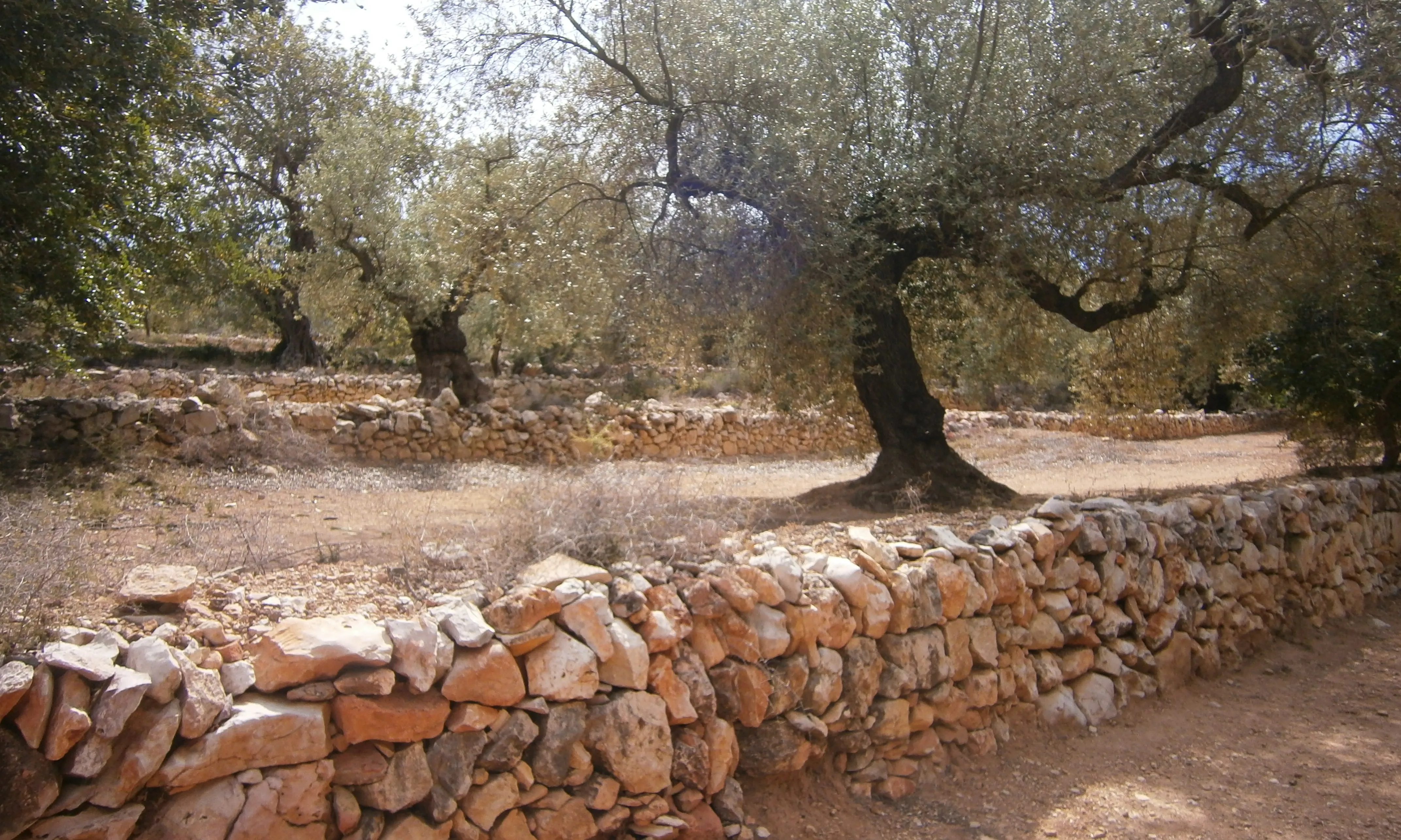 Els murs de pedra seca són un element identitari del nostre paisatge (imatge: flickr/diluvi)