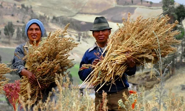 Agricultors de comerç just a Llatinoamèrica. Font: Wikipedia