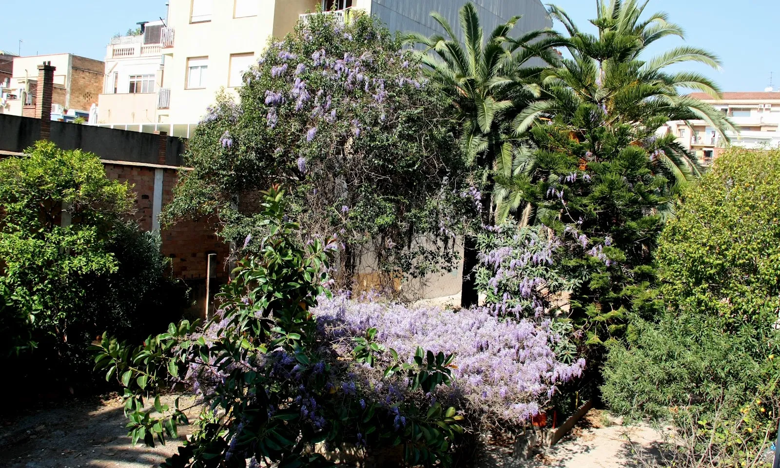 Una gran glicinia omple de color aquest racó de natura urbana preservat gràcies a l'acció veïnal (imatge:salveneljardí)