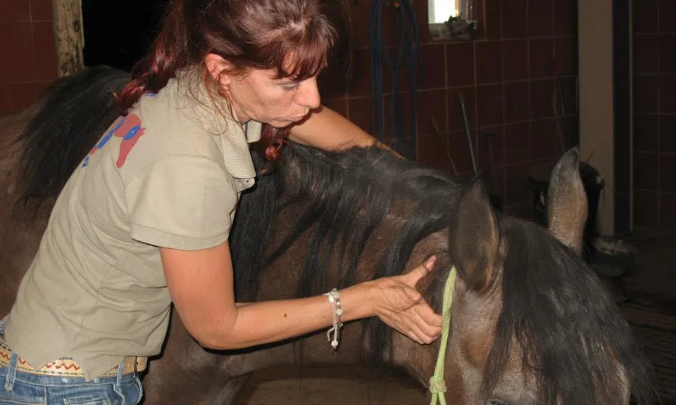 Clara Bosch treballant amb un cavall