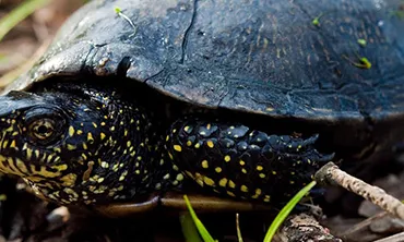 La tortuga d'estany autòctona dels Països Catalans "Emys  orbicularis" (imatge:fundacioemys.org)