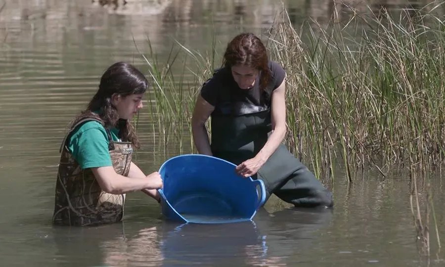 El 26 d'abril va ser una jornada històrica en la recuperació del samaruc (imatge: paisatgesvius.org)