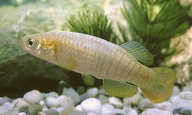 El samaruc és un petit peix d’aigua dolça endèmic de la franja mediterrània des de Tarragona a Andalusia, que es troba en perill crític d'extinció (imatge: PaisatgesVius.org)