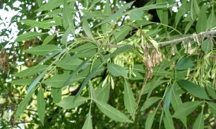 Es pot apadrinar un freixe amb una aportació a partir de 5 euros (imatge:adenc.cat) 