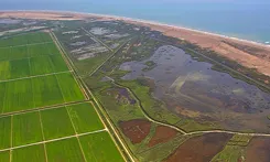 L’Alfacada representa una important àrea ecològica al Delta, ja que acull una gran biodiversitat en una superfície relativament reduïda, i és un dels llocs on hi ha més presència nidificadora d’aus (martinet menut, cabusset, ànec collverd, xibec, camallar