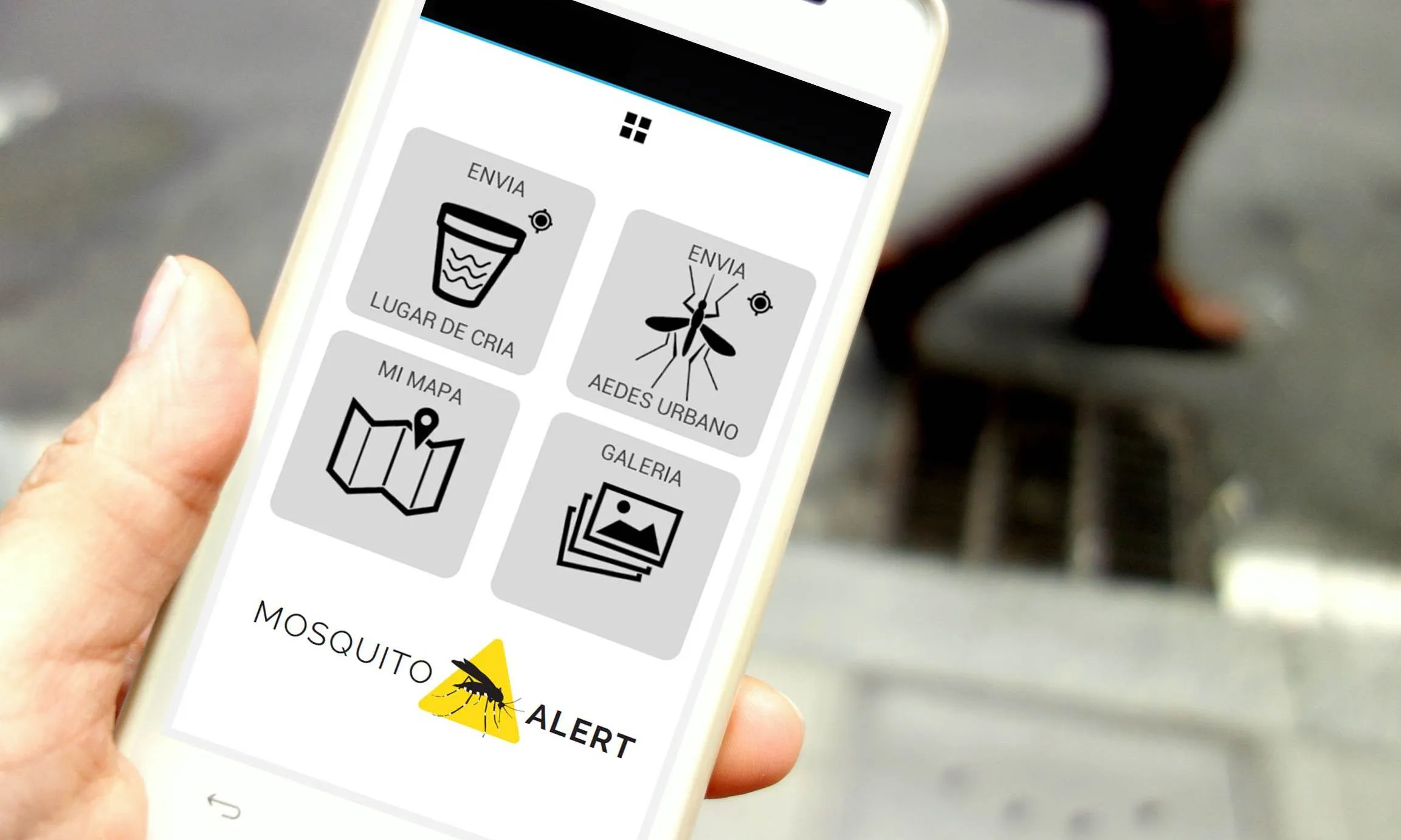 Amb l'app Mosquitoalert es pot contribuir al segument iel control del mosquit tigre i el  mosquit de la febrer groga (imatge: creaf.cat)