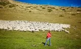 Les vivències Xisqueta es pot viure l'experiència del pastoreig a 2000 m d'altitud (imatge: xisqueta.cat)