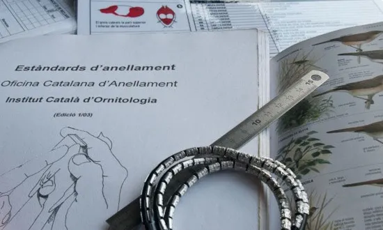 És necessari tenir bons coneixements d'ornitologia, a banda de les tècnques d'anellament (imatge: ornitologia.org)