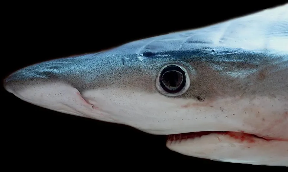 Una enquesta vol estudiar quina és la percepció de les persones sobre els taurons (imatge: Catsharks)