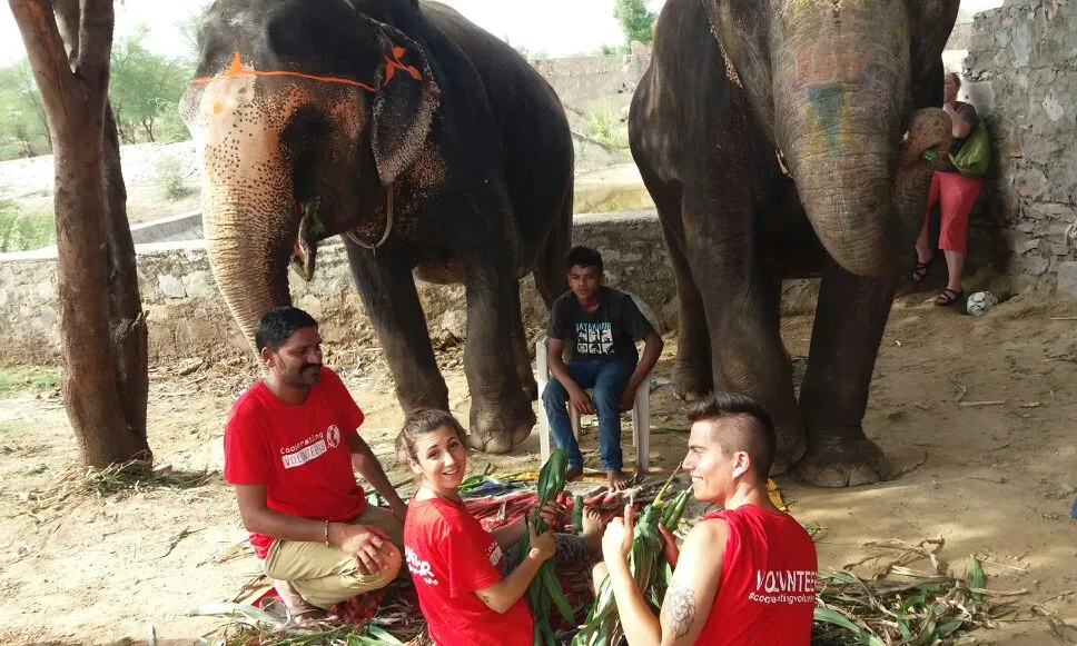 Voluntariat de Cooperating Volunteers amb elefants. Font: CV