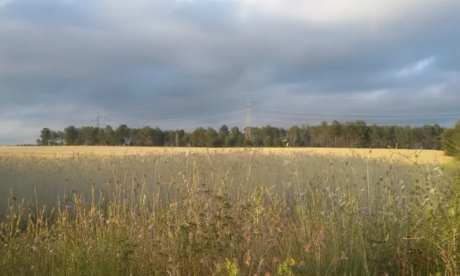 Entitats vallesanes impulsen la creació del Parc de la Grípia Ribatallas (imatge: wikilok/jomateixa)