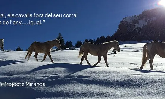 Activitats de Nadal amb la Fundació Miranda (imatge: projectemiranda.cat)