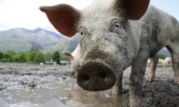 El Síndic de Greuges evidencia la manca de control sobre la contaminació per purins (imatge: naturalistesgirona.org)