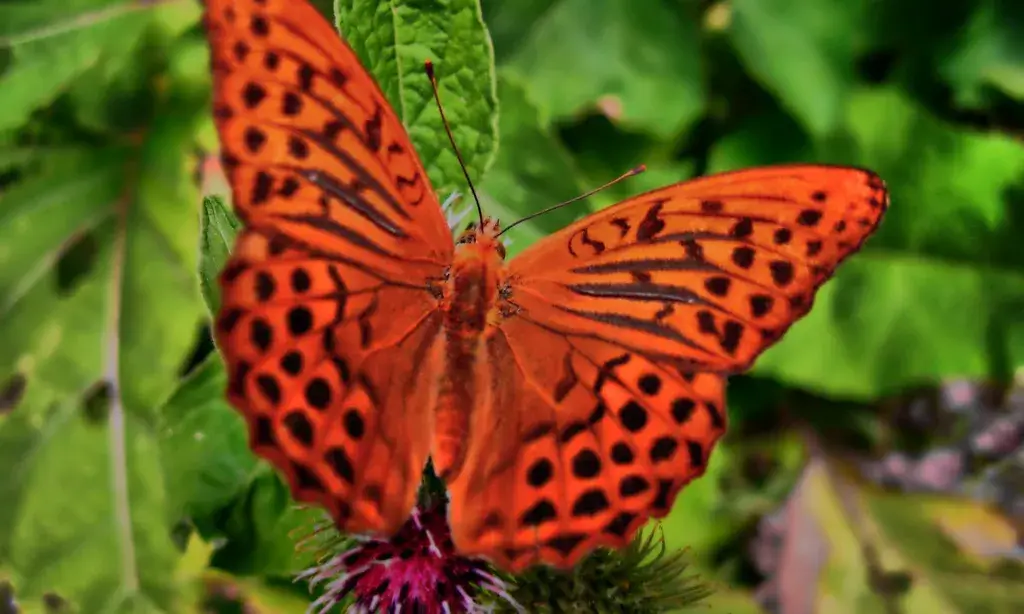 ButterflyEffect. Font: piermarco (Flickr)
