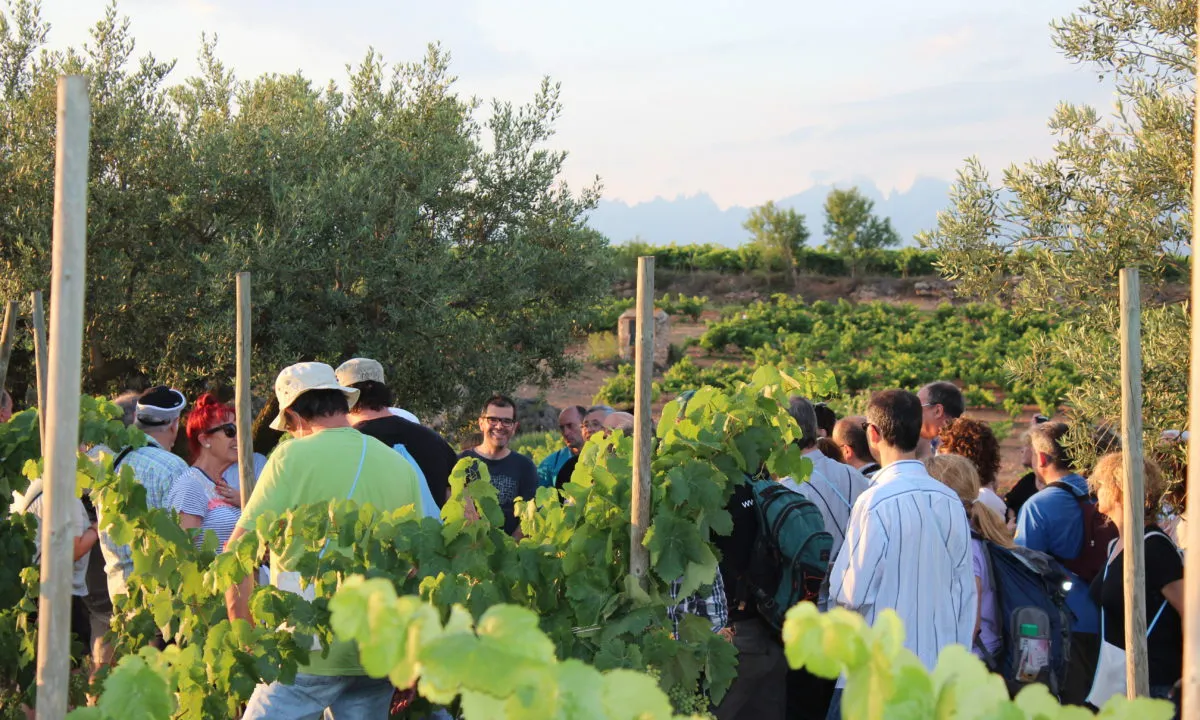 Celler Credo. Passejada a vinyes