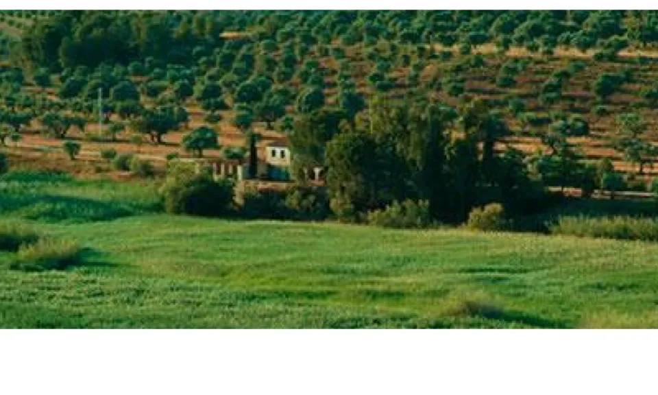 Oliveres centenàries de la finca de Mas Pitoia