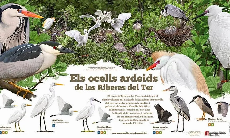 Els ardeis són un dels grups d'aus subjectes al recompte