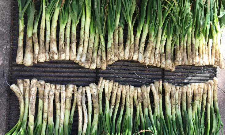 Calçotada ecològica a la Verdinada de Lluïsos de Gràcia.