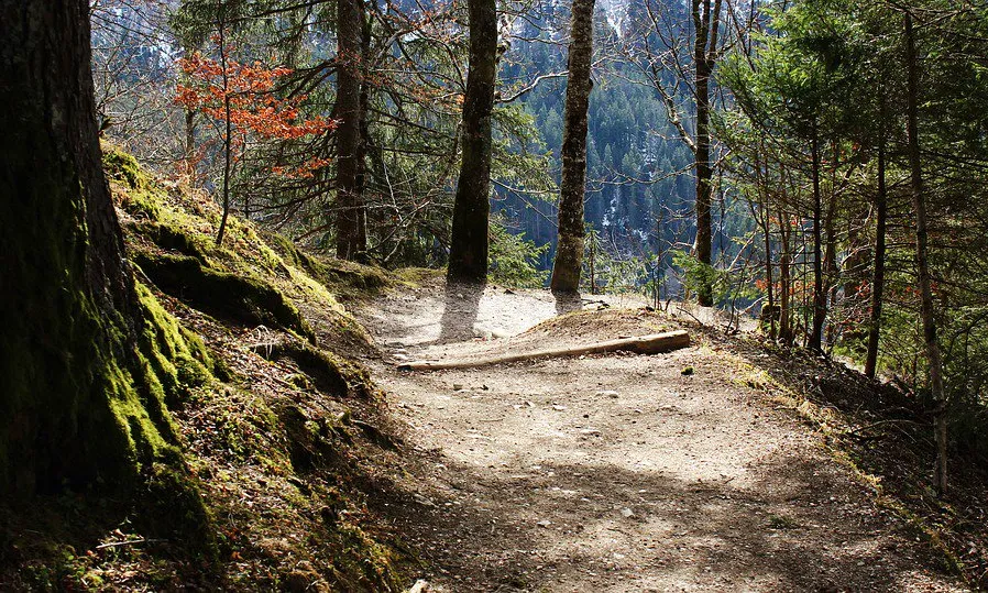 Un bosc frondòs amb un camí. La guia també conté consells per respectar el medi ambient.