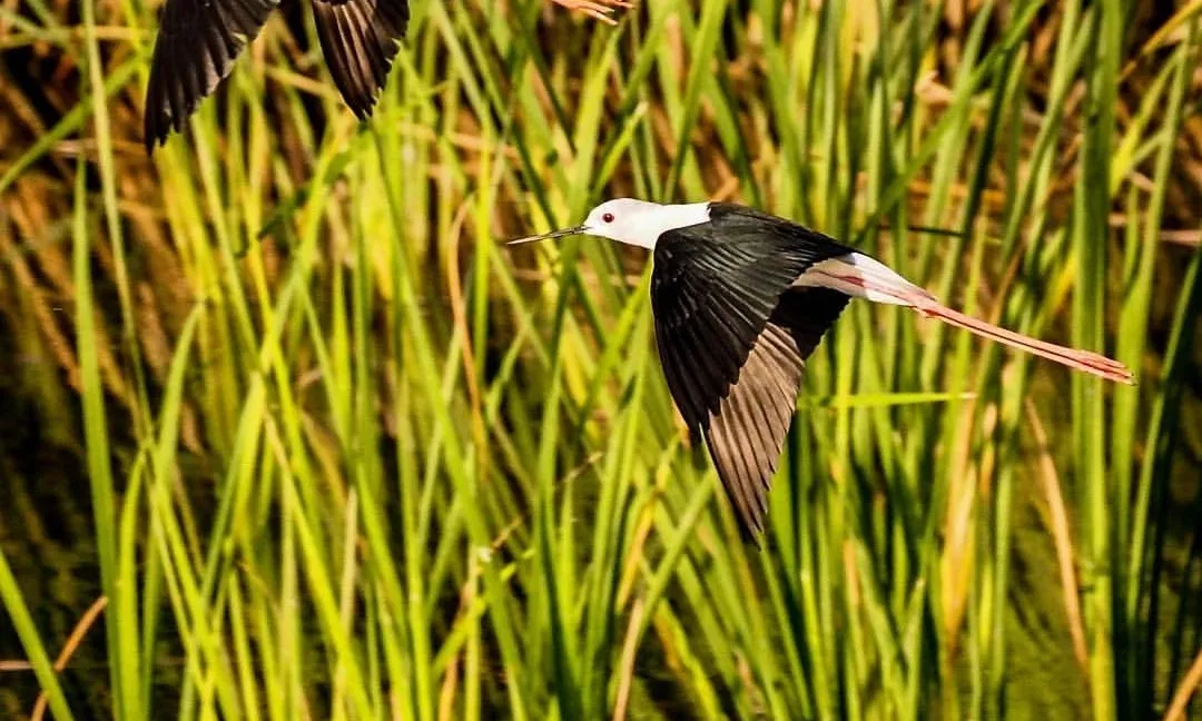 El Grup Natura Freixe publica cada dia imatges de la natura en la Reserva Natural de Sebes, on l'entitat desenvolupa la seva tasca de conservació de la natura