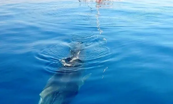 Les imatges de balenes rorqual captades per l'Associació Edmaktub enfront la costa de Garraf es van difondre per diferents mitjans 