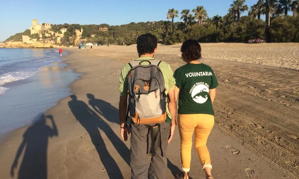 Crida de voluntariat ambiental pel seguiment de la tortuga babaua a les platges de Tarragona l'estiu de 2018