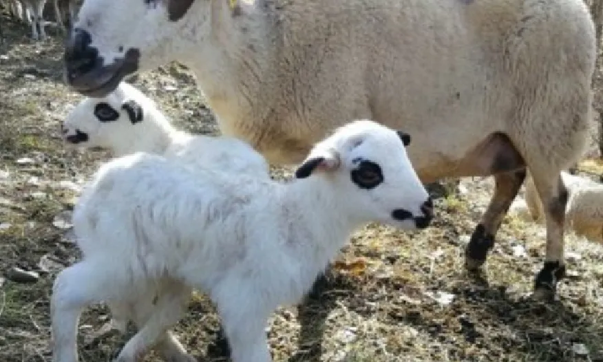 La Xisqueta és una raça d'ovella autòctona del Pirineu català