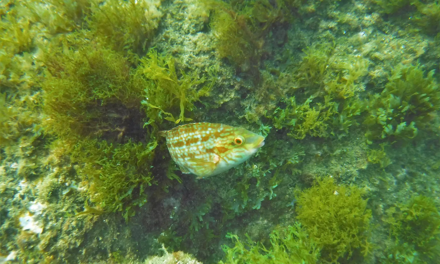 Biodiversitat al mar i a les platges metropolitanes captada per Anèl·lides